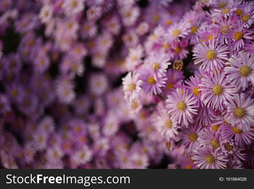 Purple chrysanthemum flowers bush. Natural floral background.