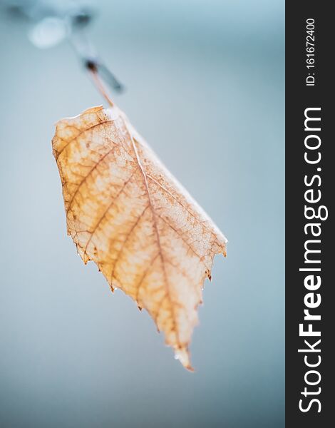 Blurred Image Of A Yellow Dry Birch Leaf On A Branch In Cloudy Weather