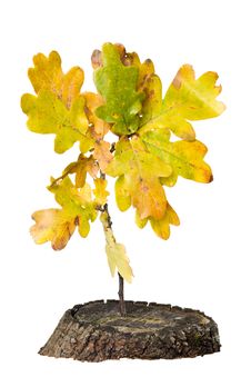 Oak Leaf Royalty Free Stock Image