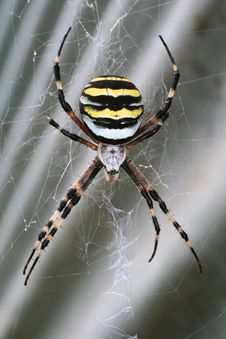 Argiope Spider Royalty Free Stock Image