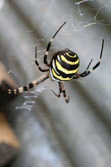 Argiope Spider Stock Photo Argiope Spider Stock Photo