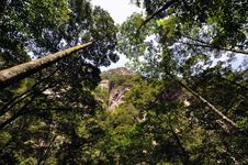 Trees In Wide Visual Angle Royalty Free Stock Photos Trees In Wide Visual Angle Royalty Free Stock Photos