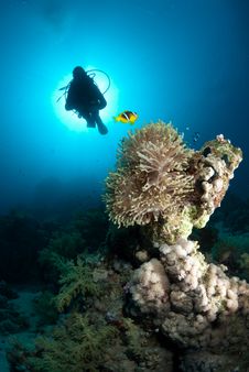 Silhouette Of Scuba Diver Above Coral Reef Royalty Free Stock Photo Silhouette Of Scuba Diver Above Coral Reef Royalty Free Stock Photo