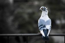 Pigeon On Railing Stock Photography Pigeon On Railing Stock Photography