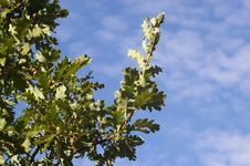 Oak Branch Royalty Free Stock Image Oak Branch Royalty Free Stock Image