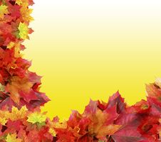 Autumn Maple Foliage On Yellow Royalty Free Stock Photography Autumn Maple Foliage On Yellow Royalty Free Stock Photography
