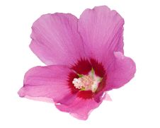 Beautiful Isolated Pink Flower Stock Photography Beautiful Isolated Pink Flower Stock Photography