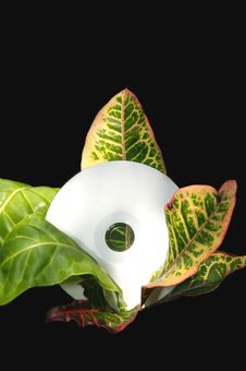 CD In A Plant Stock Photos CD In A Plant Stock Photos