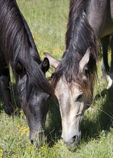 Horses Royalty Free Stock Photo Horses Royalty Free Stock Photo