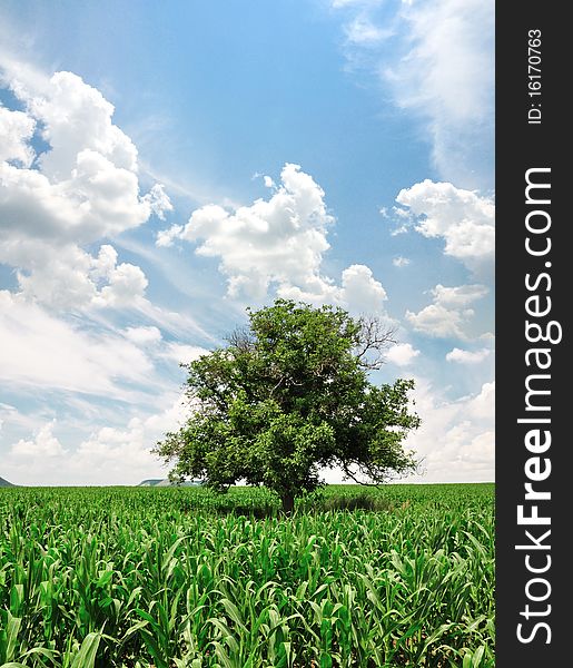 Green corn field, lonely tree and sky with clouds. Green corn field, lonely tree and sky with clouds