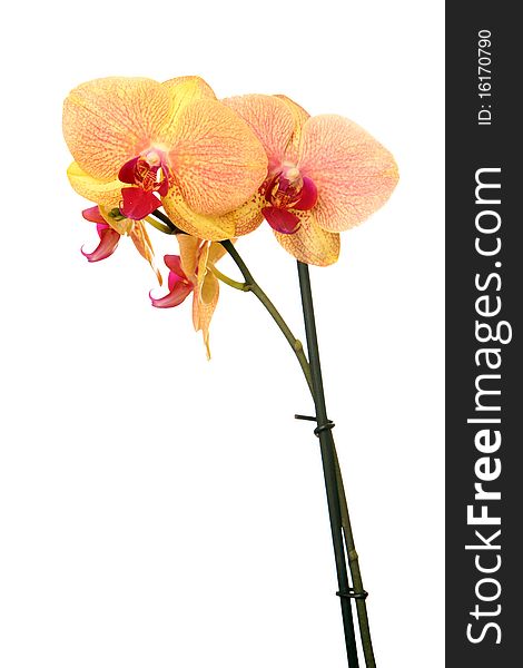 Yellow Orchid