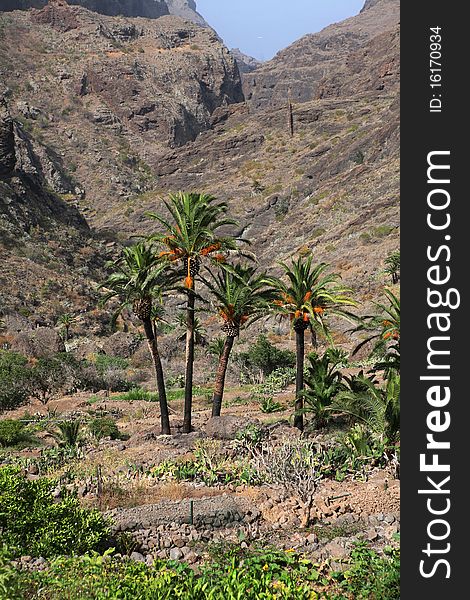 Flora of volcanic Canary Islands Tenerife