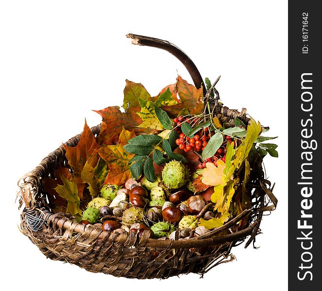 Wicker basket with autumn fallen leaves, chestnuts, and Rowanberry, isolated