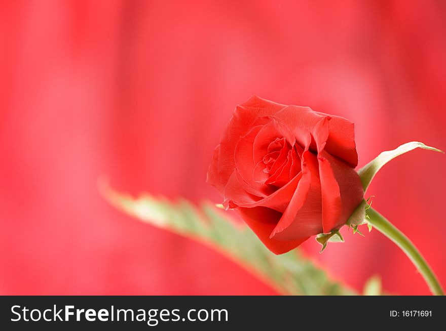 Single Rose on red background. Single Rose on red background