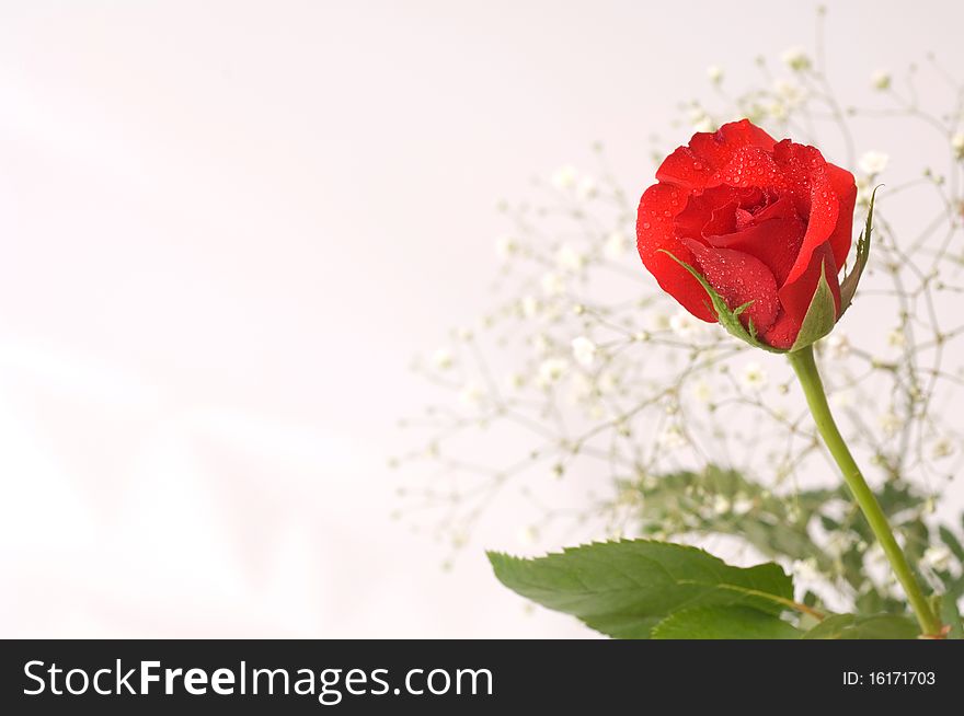 Red rose on light background