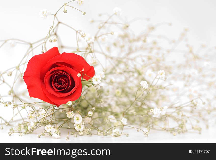 Red rose on light background