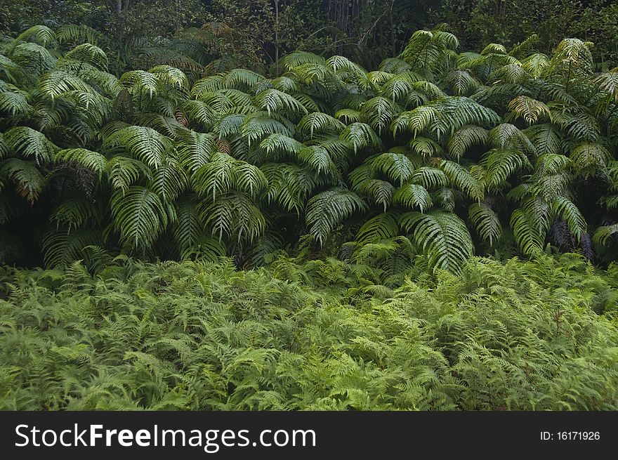 A walk following the Panatewaewae stream and up to the range tops passes this bank of ferns, Tararuas, New Zealand. A walk following the Panatewaewae stream and up to the range tops passes this bank of ferns, Tararuas, New Zealand