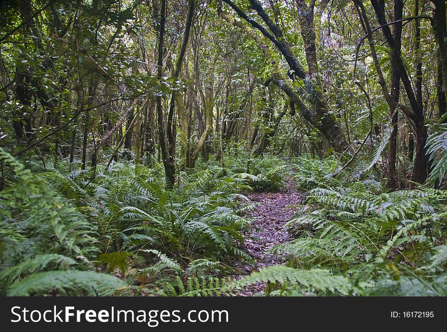 Waikawa Bush Track