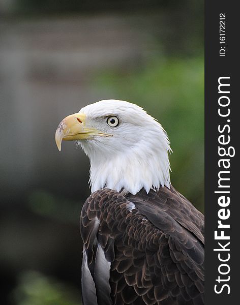 Stoic bald eagle in profile. Stoic bald eagle in profile