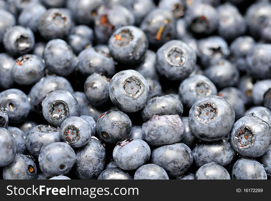 Freshly picked blueberries during harvest. For healthy lifestyle, fruits, and healthcare concepts.