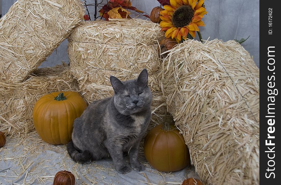 Cat sitting in front of bales of hay surrounded by pumpkins and fall flowers. Cat sitting in front of bales of hay surrounded by pumpkins and fall flowers