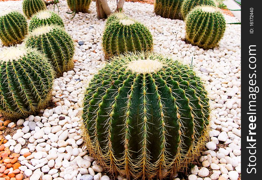 Various cactus species