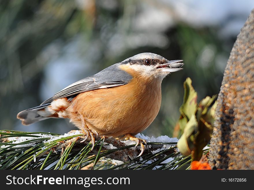 The nuthatches are a genus, Sitta, of small passerine birds belonging to the family Sittidae. The nuthatches are a genus, Sitta, of small passerine birds belonging to the family Sittidae.