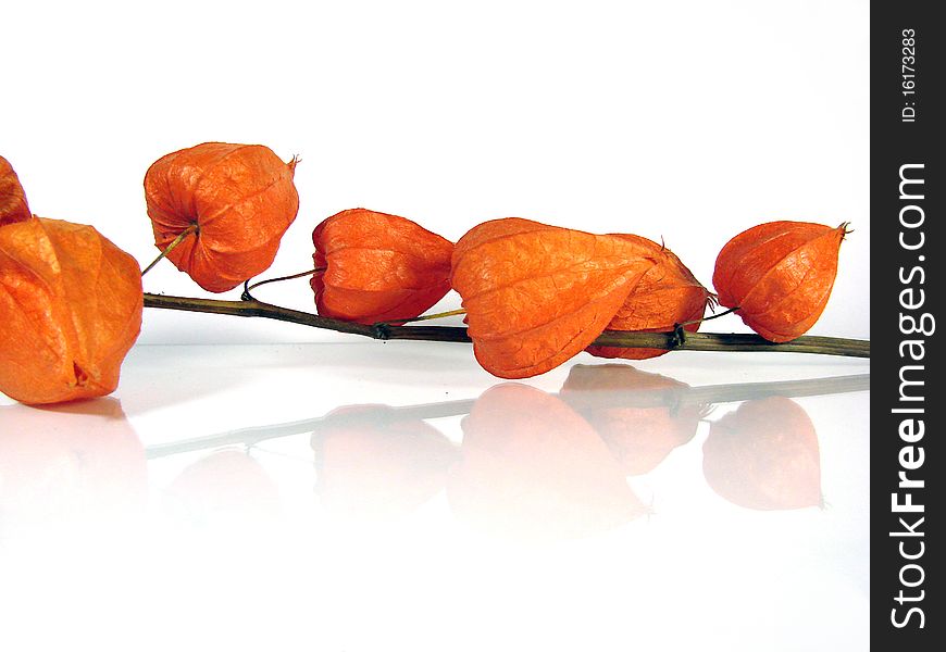 Branch of Physalis on white background. Branch of Physalis on white background