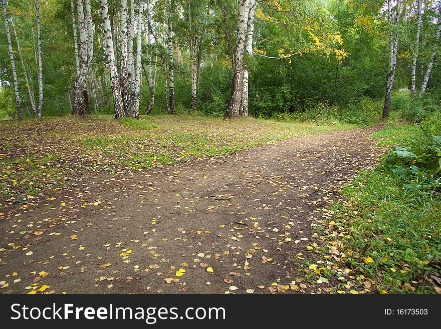 The path in the autumn forest with birches. The natural background for any purpose