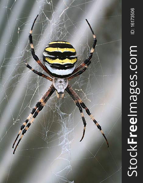 Black and yellow spider (argiope) on his web. Black and yellow spider (argiope) on his web.