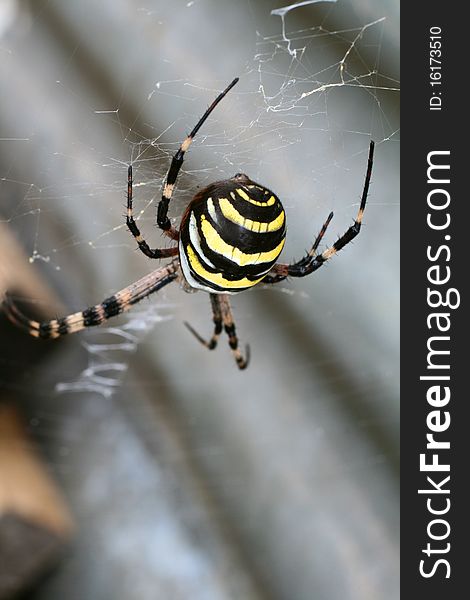 Black and yellow spider (argiope) on his web. Black and yellow spider (argiope) on his web.