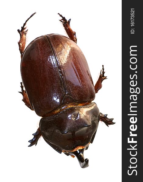 Rhinoceros beetle from on high