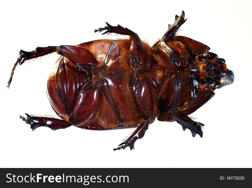 Rhinoceros beetle from below isolated on a white background.