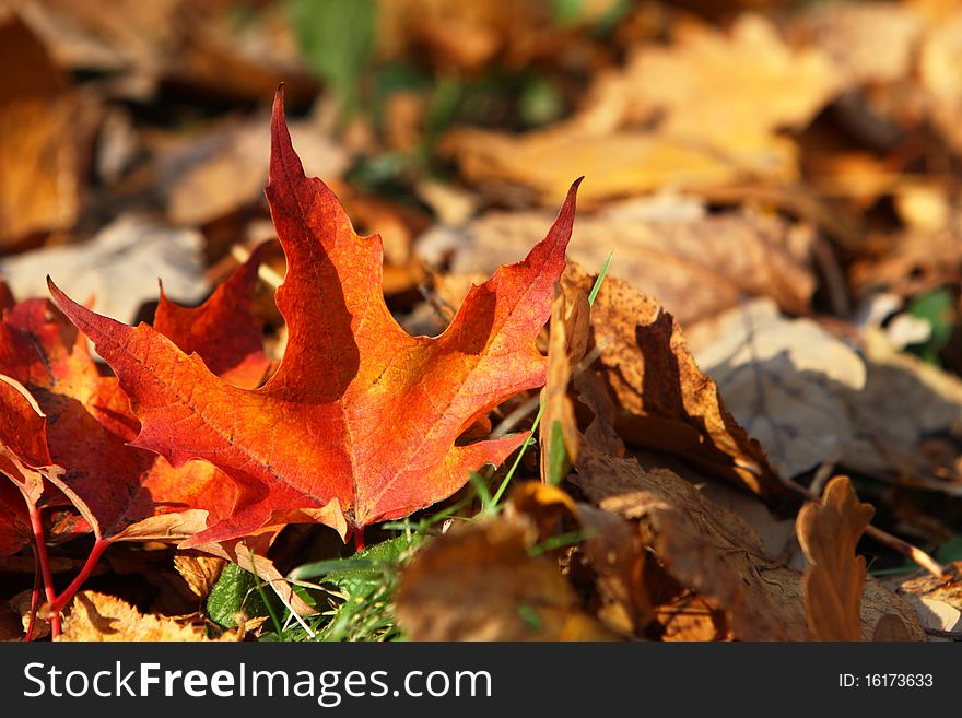 Fallen bright maple leaf, autumnal background. Fallen bright maple leaf, autumnal background