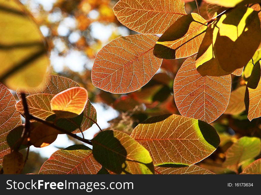 Colored Autumn Leaves