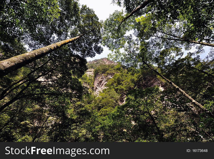 Trees in wide visual angle among mountains, shown as flourish and rise.