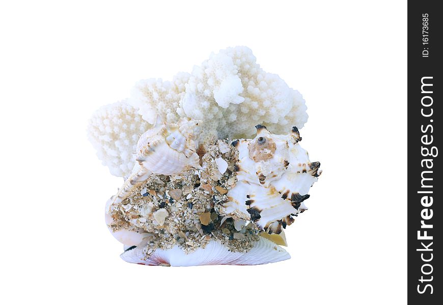 Coral isolated on a white background