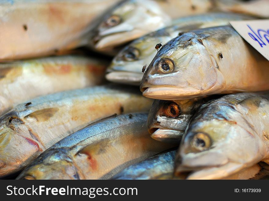 Mackerel In The Market.