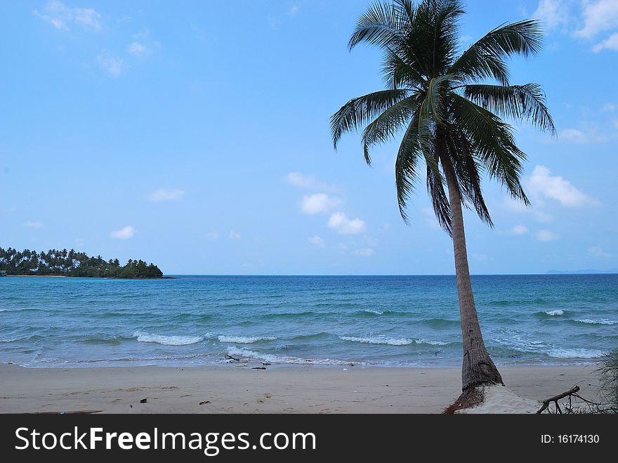 Coconut palms on the coast. sea and coconut palm , Thailand