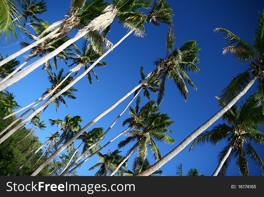 The shady palms in Fiji in summer time