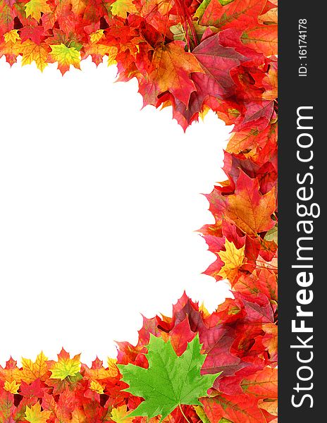 Half frame autumn maple foliage isolated on white. Half frame autumn maple foliage isolated on white