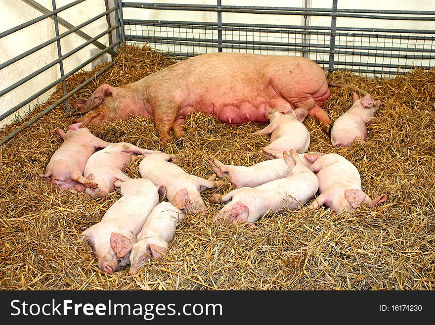 A Mother Pig with her Piglets on a Bed of Straw. A Mother Pig with her Piglets on a Bed of Straw.