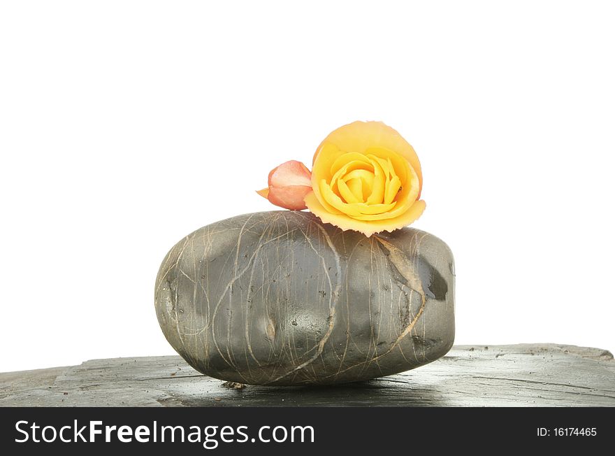 Begonia flower on a pebble and slate against a white background. Begonia flower on a pebble and slate against a white background