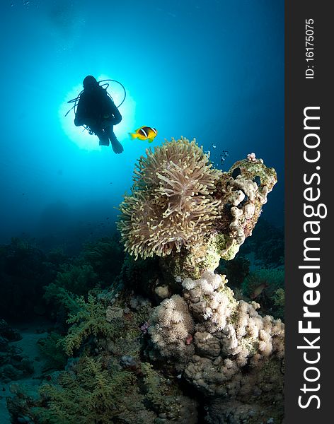 Silhouette of a scuba diver above a vibrant soft coral reef. Silhouette of a scuba diver above a vibrant soft coral reef.