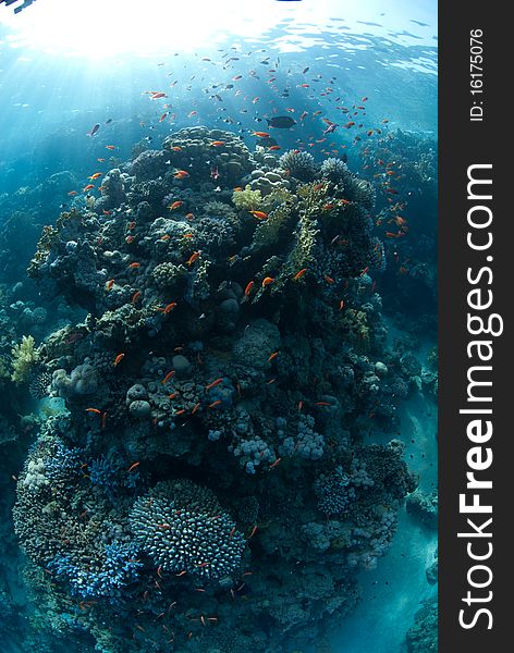 A natural light shot of tropical coral reef bath in sunlight.