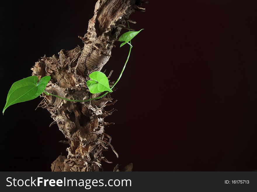 Conceptual shot of green plant growing on a dead tree root. Conceptual shot of green plant growing on a dead tree root