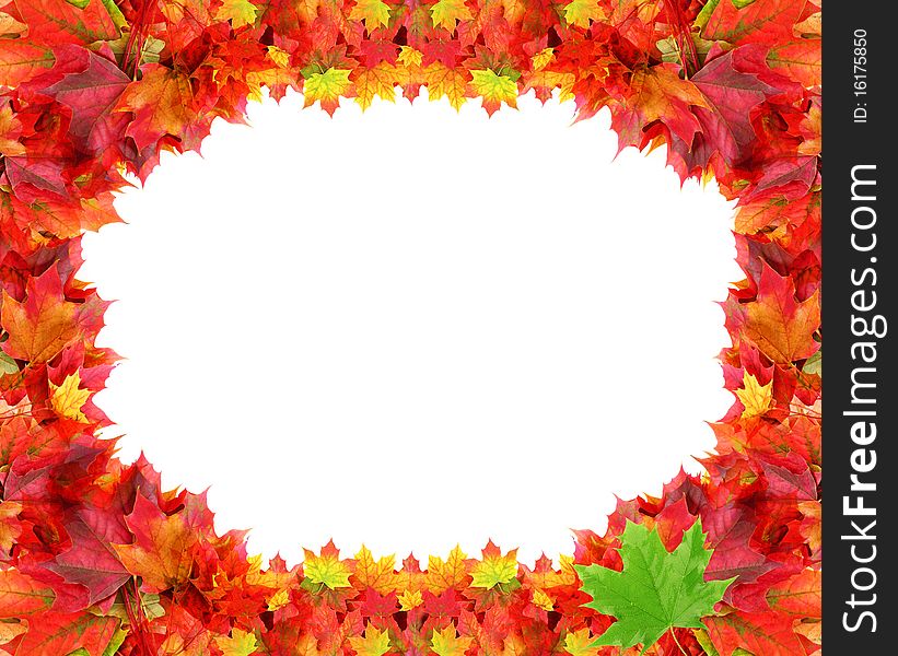 Circular frame from autumn maple foliage isolated on white