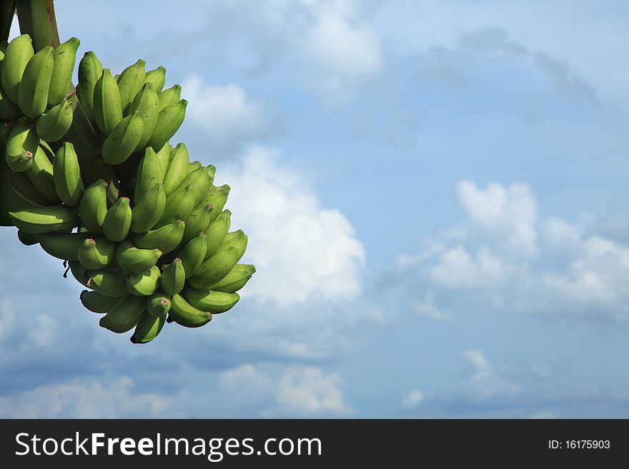 A bunch of banana against blue sky background with copy space. A bunch of banana against blue sky background with copy space