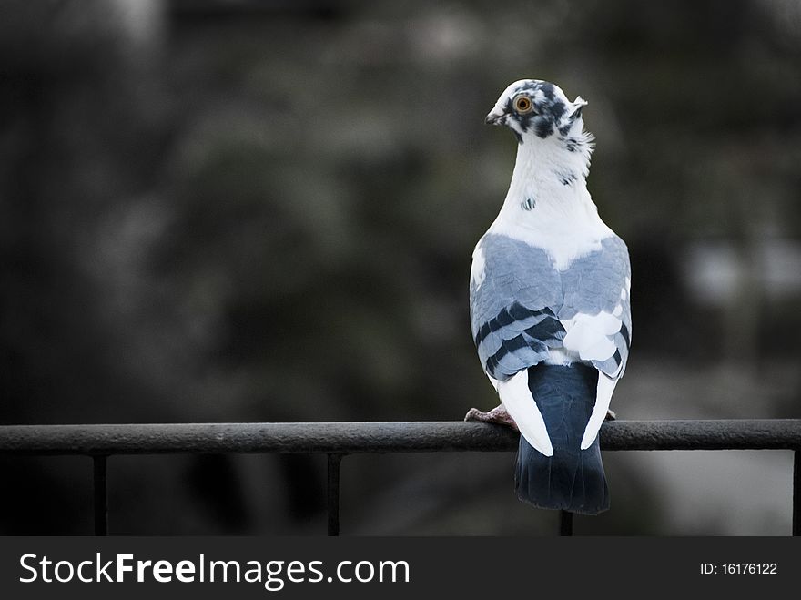 A turtle dove perched on an iron railing, back towards the camera with head turned and eye towards camera. Selective desaturation. Photo shot at iso 400. A turtle dove perched on an iron railing, back towards the camera with head turned and eye towards camera. Selective desaturation. Photo shot at iso 400