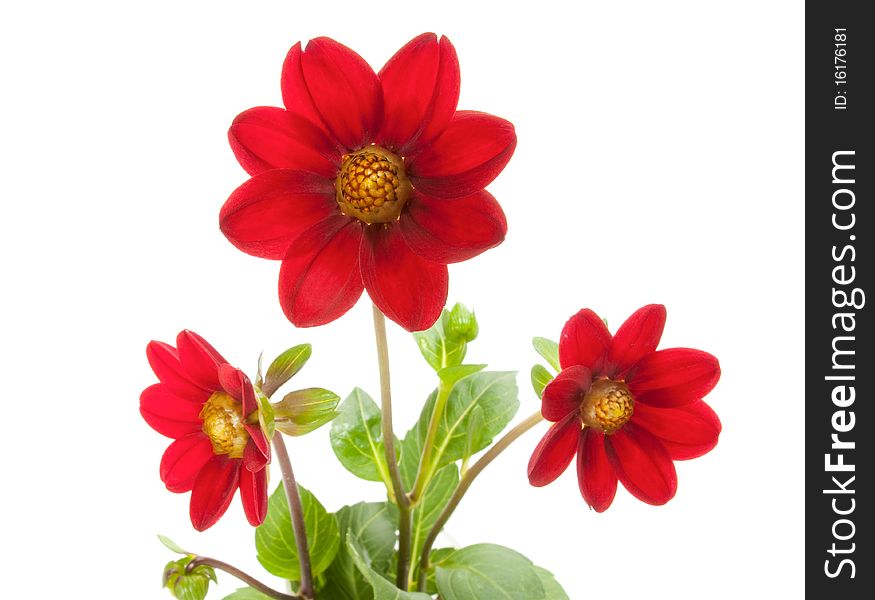 Bunch of red flowers on white background. Bunch of red flowers on white background